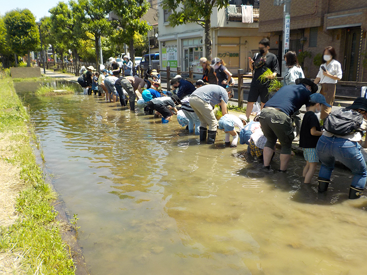 220617_blog-60_kometsukuri-taue_04.jpg