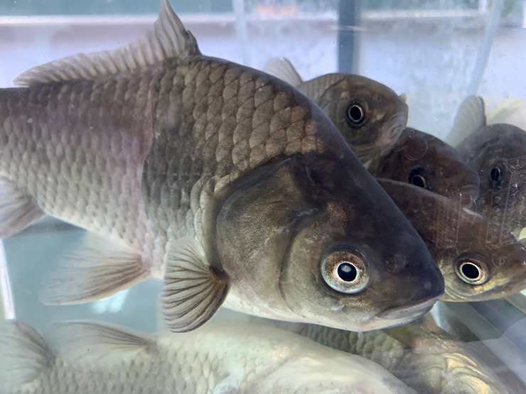 綱に入った生き物たち（フナ）