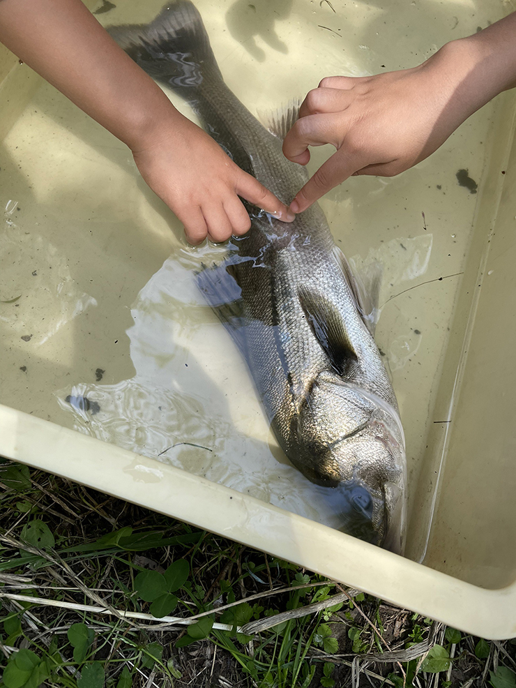 網に入った生き物たち（スズキ）