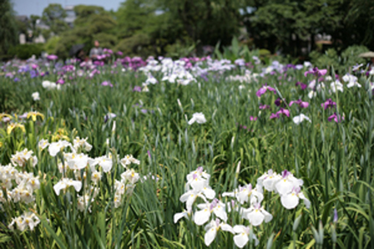 区指定名勝 堀切菖蒲園