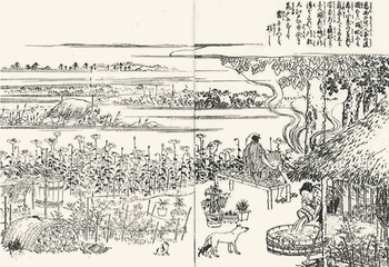 特別展「葛飾区大花菖蒲展」 | 展示 | 葛飾区郷土と天文の博物館